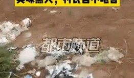 焦作武陟村民爆料事件最新,真相与争议交织的乡村风云