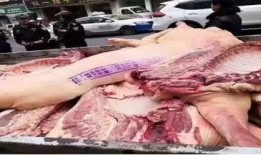 猪瘟最新爆料视频大全,视频大全揭示疫情真相与防控措施