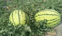 桂林吃瓜最新事件爆料,揭秘背后真相与网络热议背后的故事